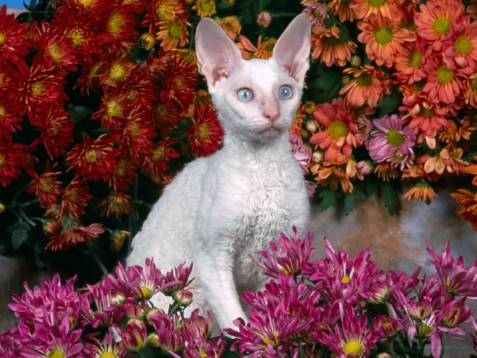 white cat among flowers