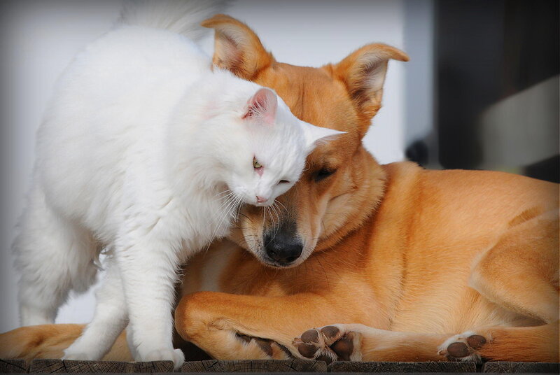 White Cat and Brown Dog — Calm