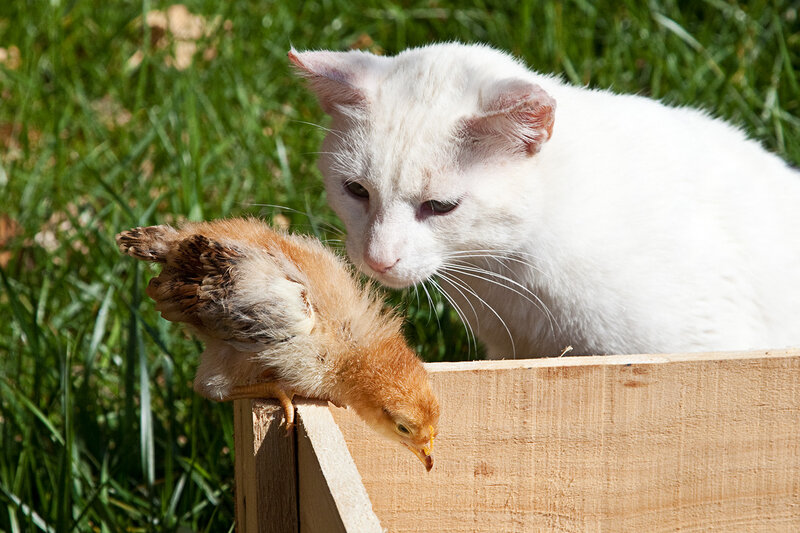 White Cat and Chick