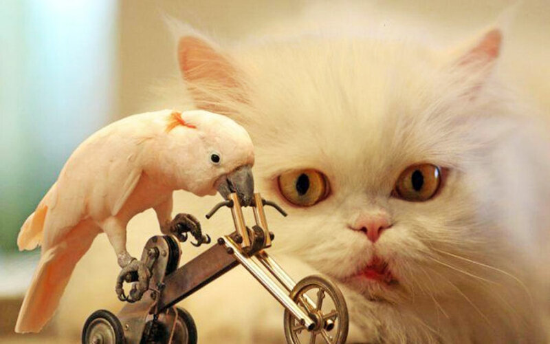 White Cat and Cockatoo — Curious, Photograph, Bird