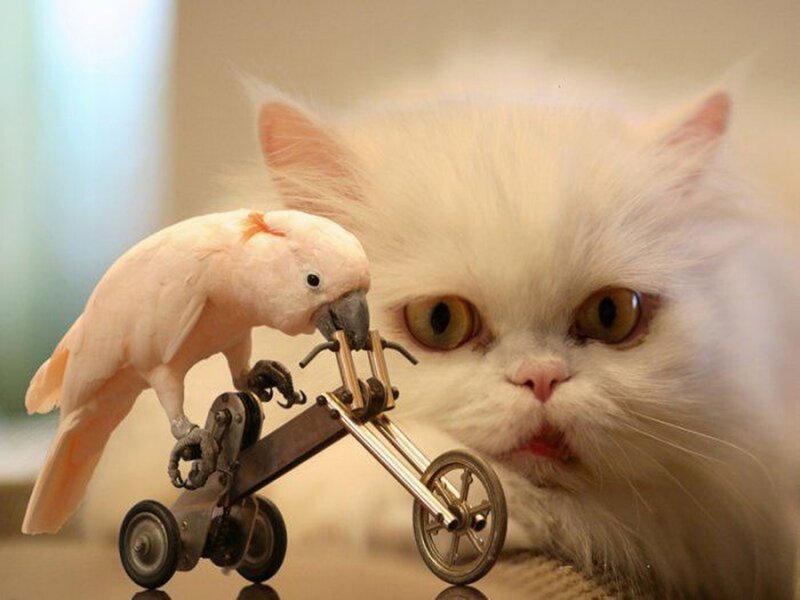 White Cat and Cockatoo — Curious, Photograph