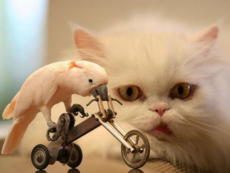 White Cat and Cockatoo — Curious