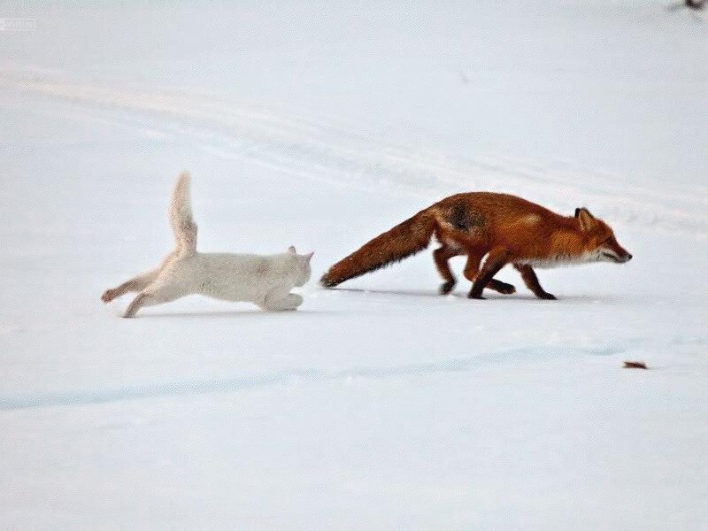 White Cat and Fox