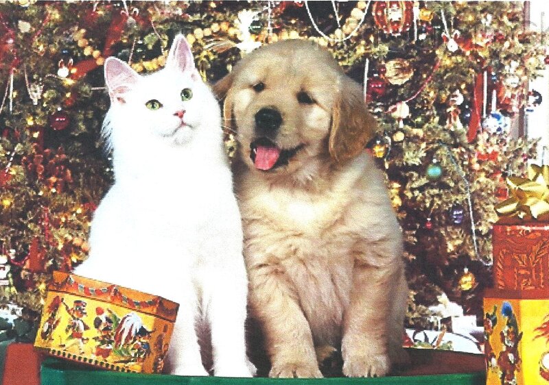 White Cat and Golden Retriever Puppy