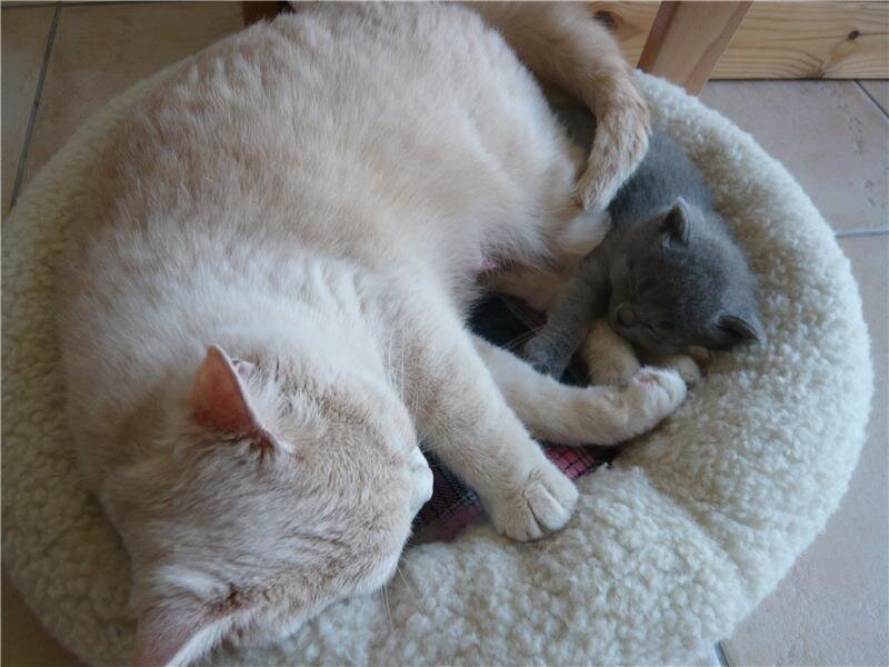 White Cat and Gray Kitten — Calm