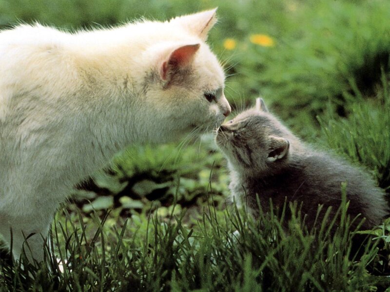 White Cat and Gray Kitten