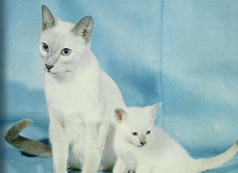 White Cat and Kitten — Blue