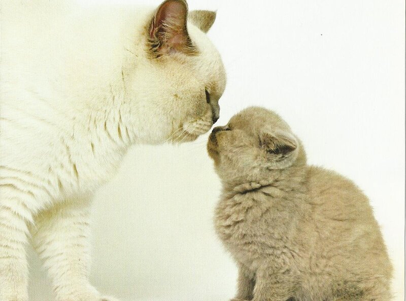 White Cat and Kitten — Calm, Photograph, White Background