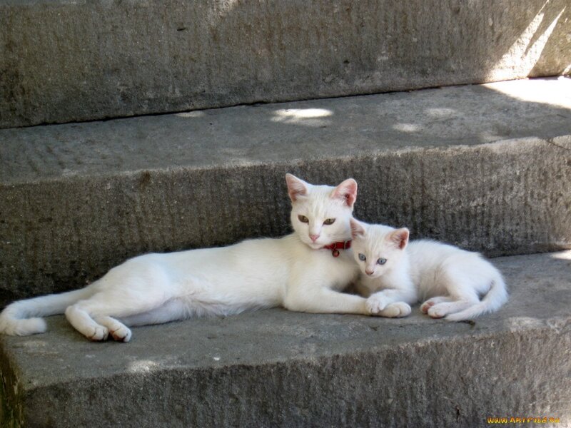 White Cat and Kitten — Calm