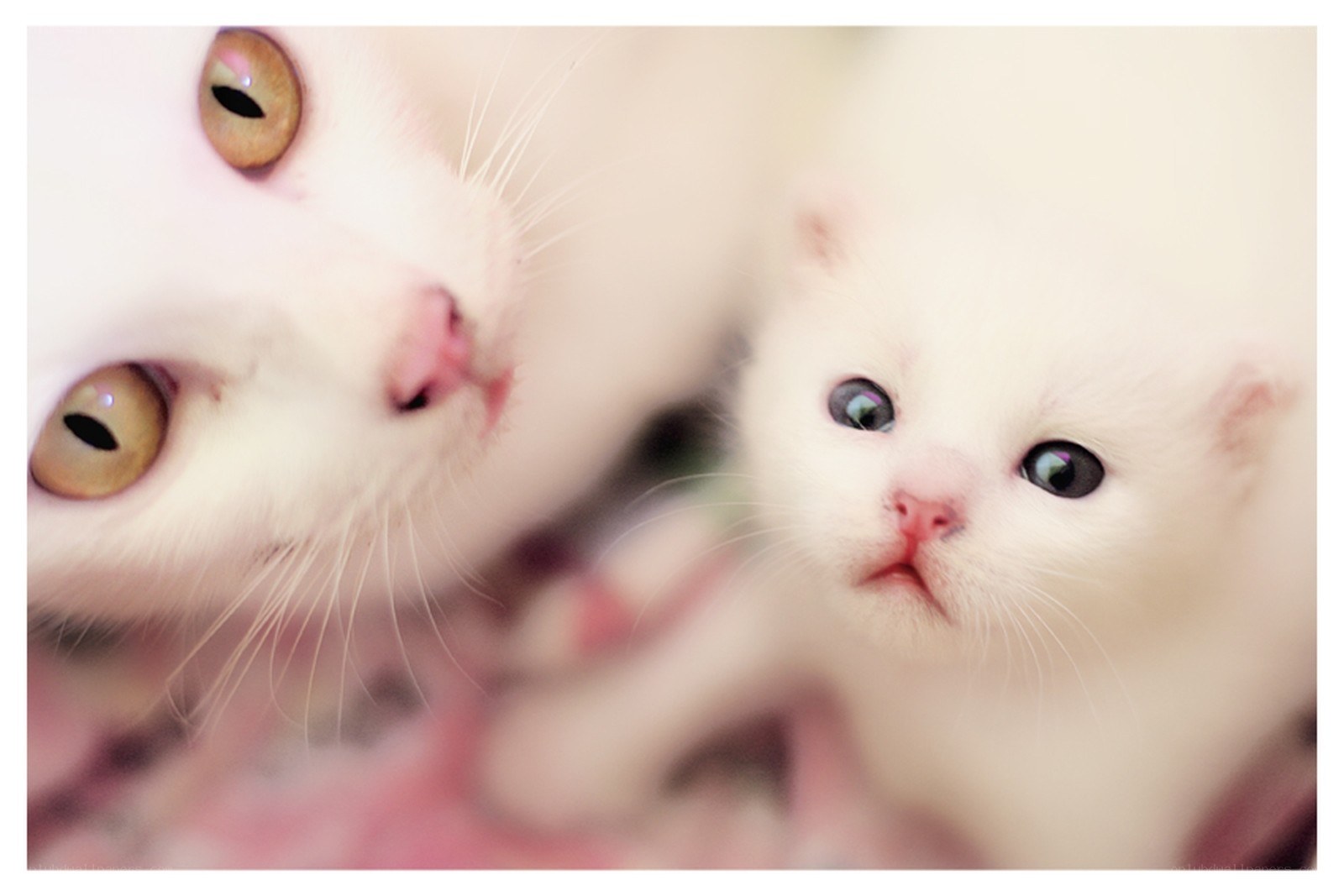 White cat and kitten close-up