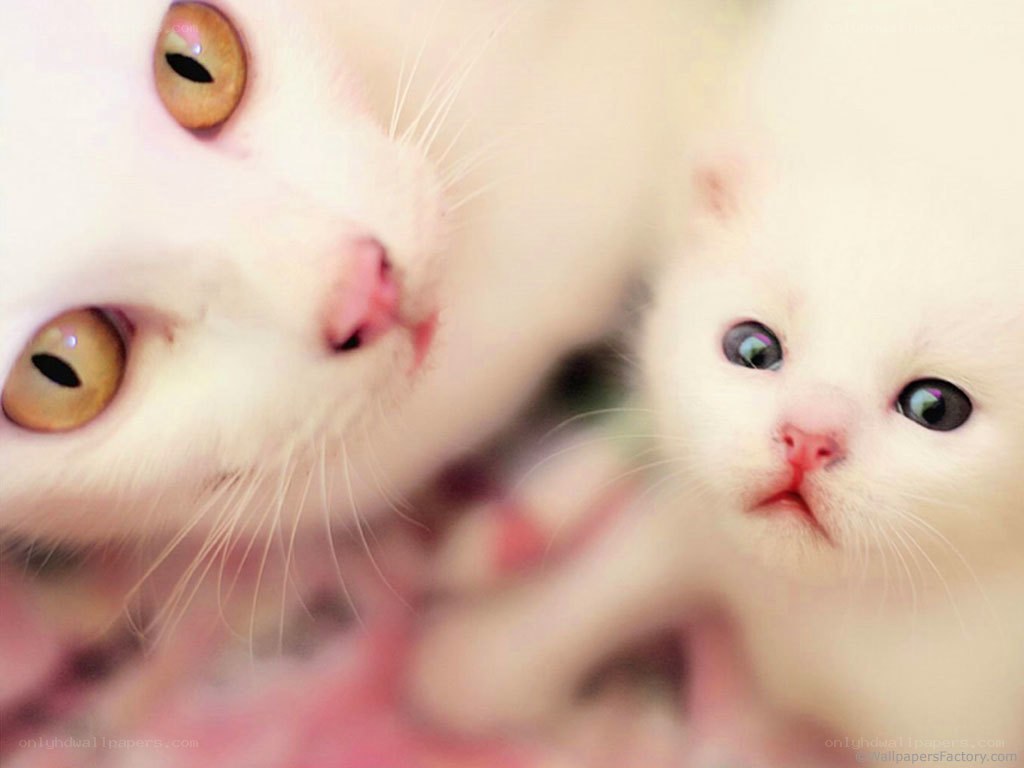 White cat and kitten close-up