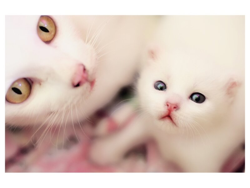 White cat and kitten close-up