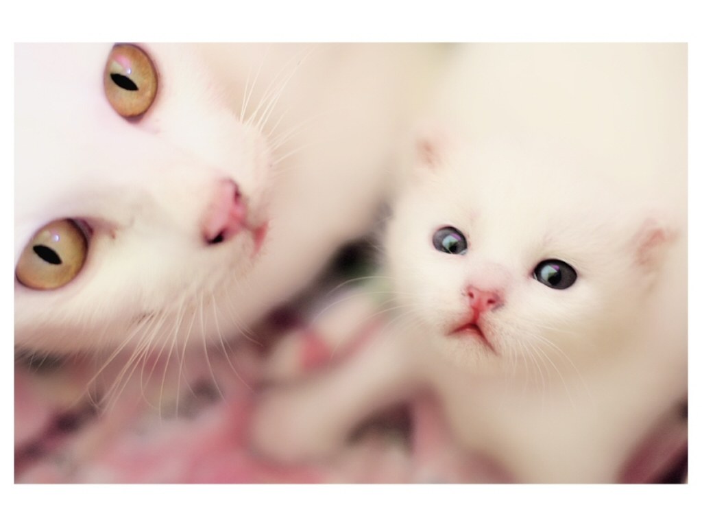 White cat and kitten close-up