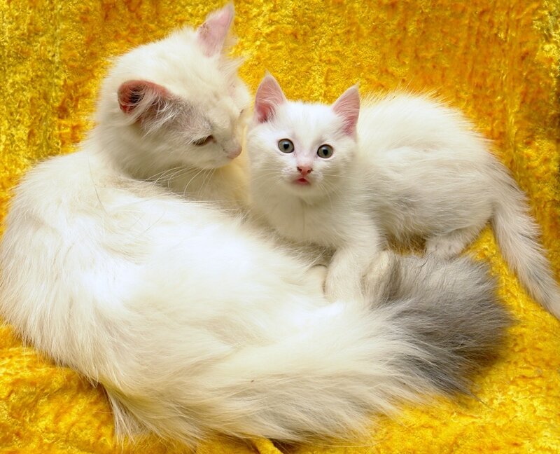 White cat and kitten on yellow