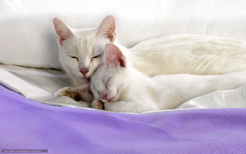 White Cat and Kitten — Peaceful, Photograph, Bed