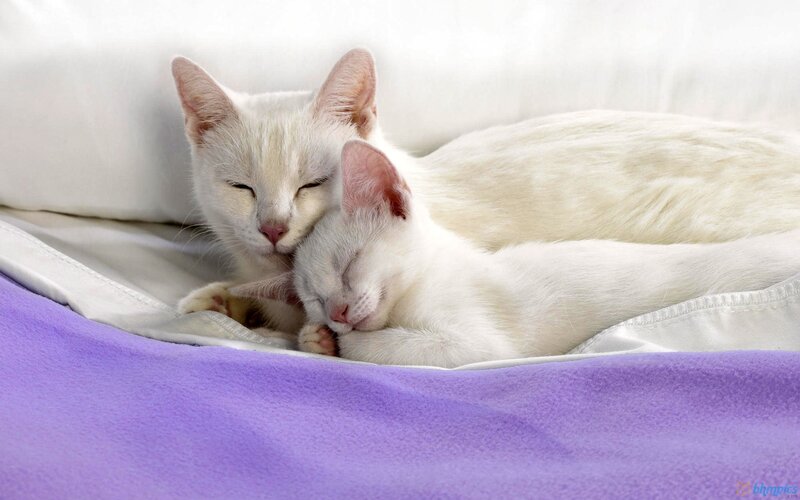 White Cat and Kitten — Peaceful, Photograph