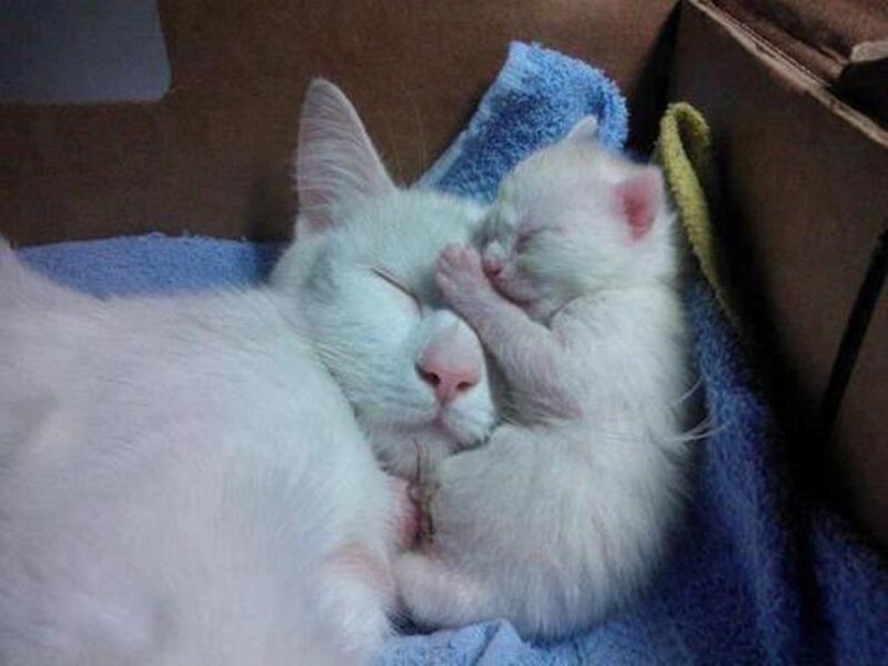 White Cat and Kitten — Peaceful, Photograph, Towel