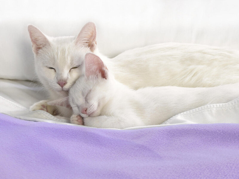 White Cat and Kitten — Peaceful