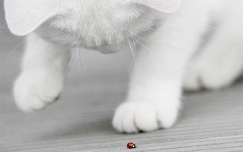 White Cat and Ladybug