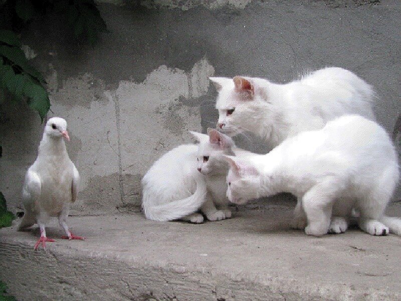 White Cat and Pigeon
