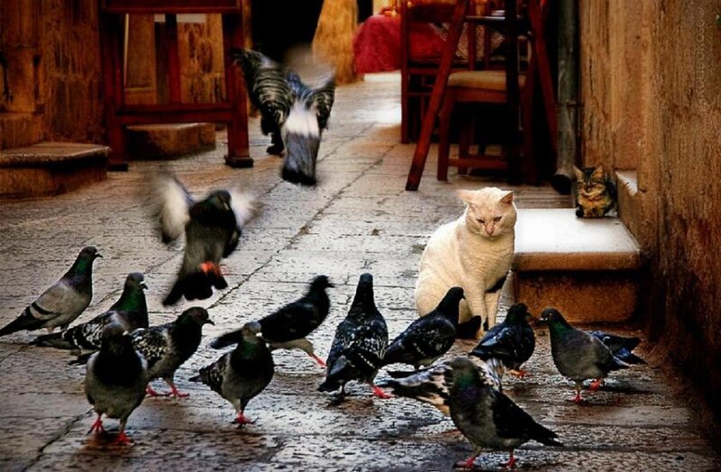 White Cat and Pigeons
