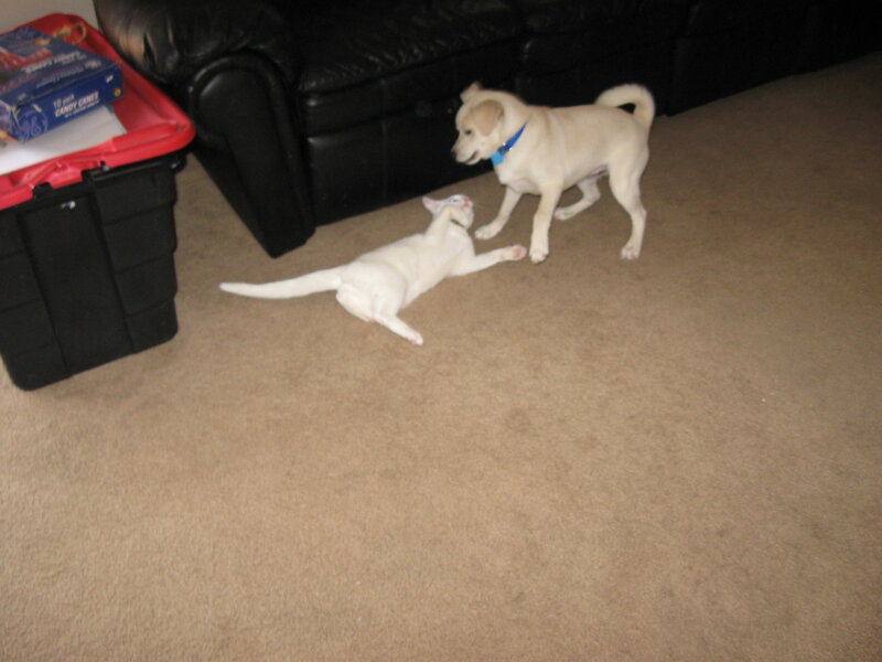 White Cat and Puppy — Beige