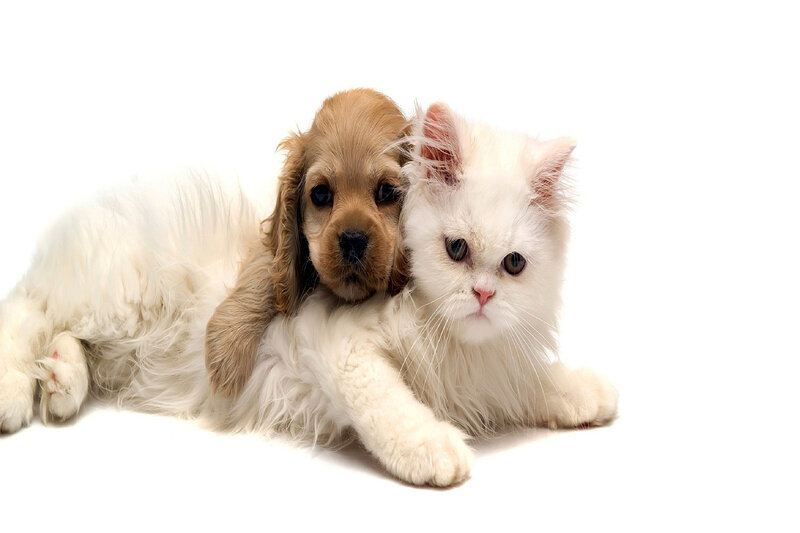 White Cat and Puppy — Calm