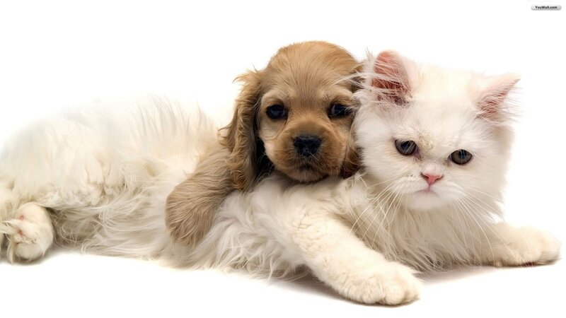 White Cat and Puppy