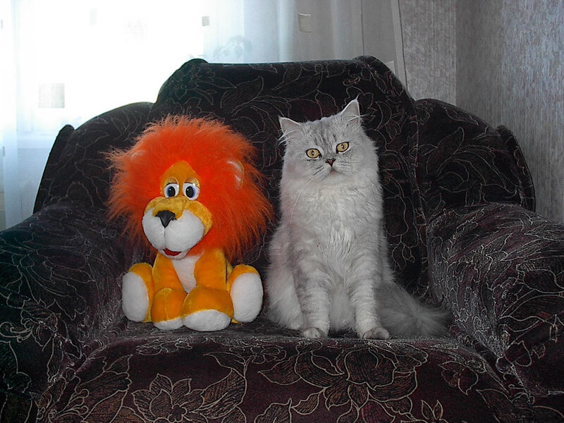 White Cat and Stuffed Lion