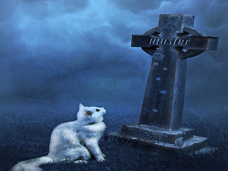 White Cat at Grave