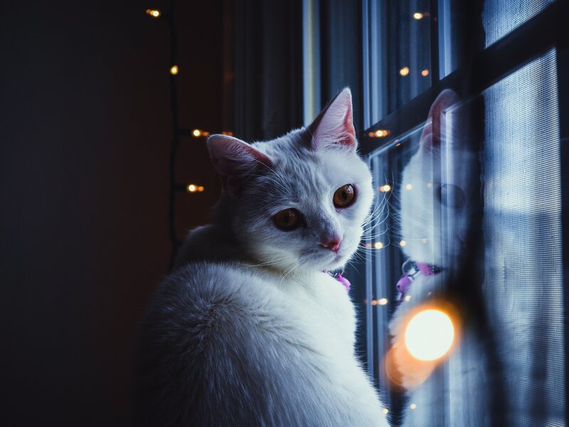 White Cat at Window — Calm