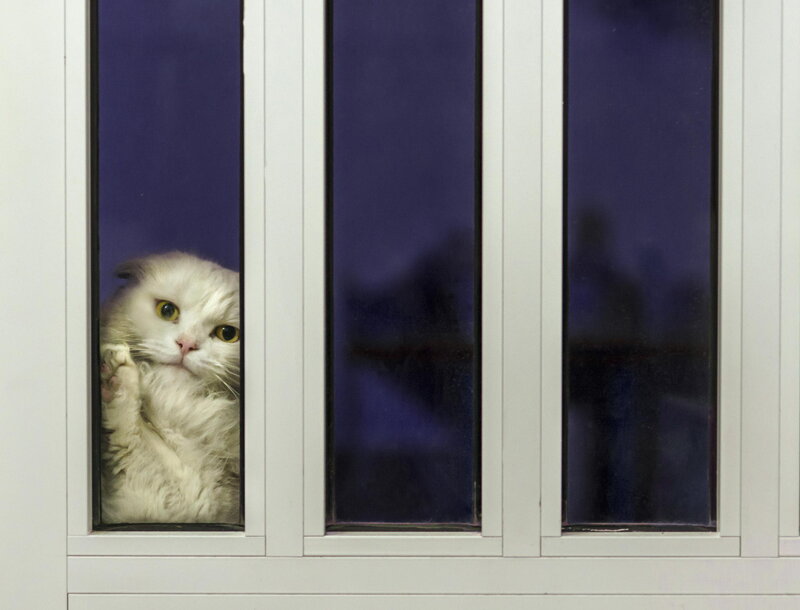 White Cat at Window — Curious
