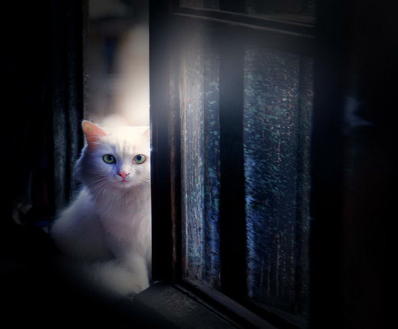 White Cat at Window — Dramatic