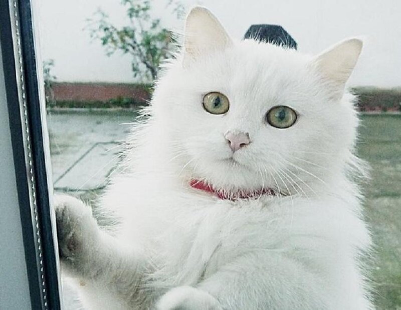 White Cat at Window