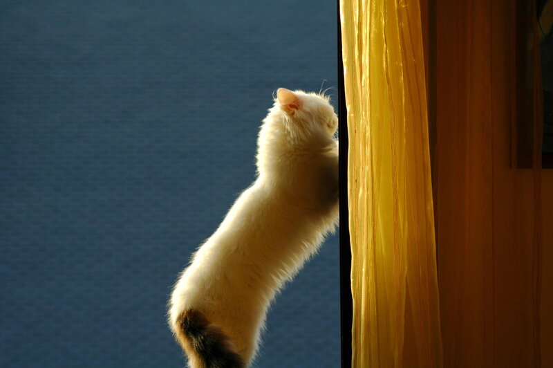 White Cat at Window — Yellow