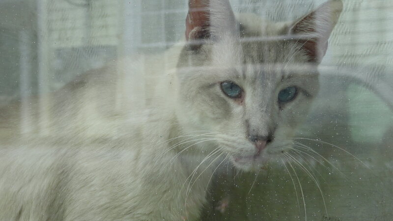 White Cat Behind Glass — Calm