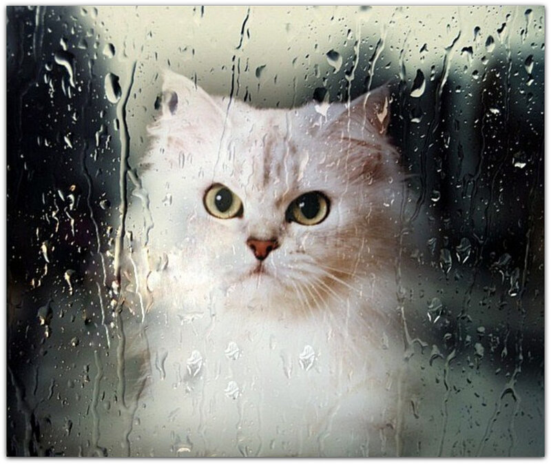 White Cat Behind Glass