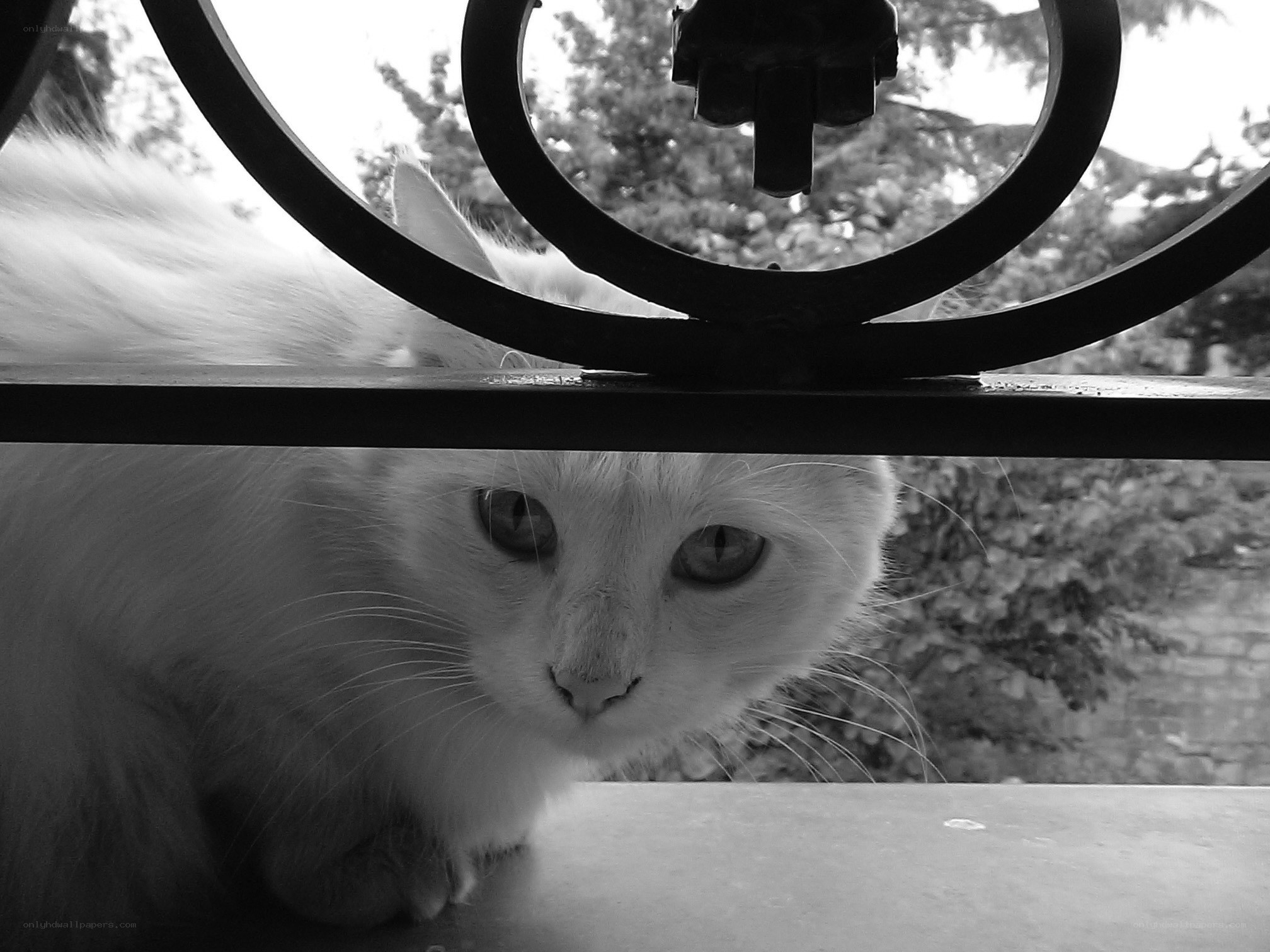 white cat behind railing