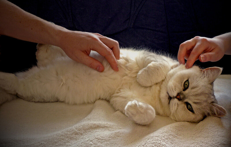 White Cat Being Petted