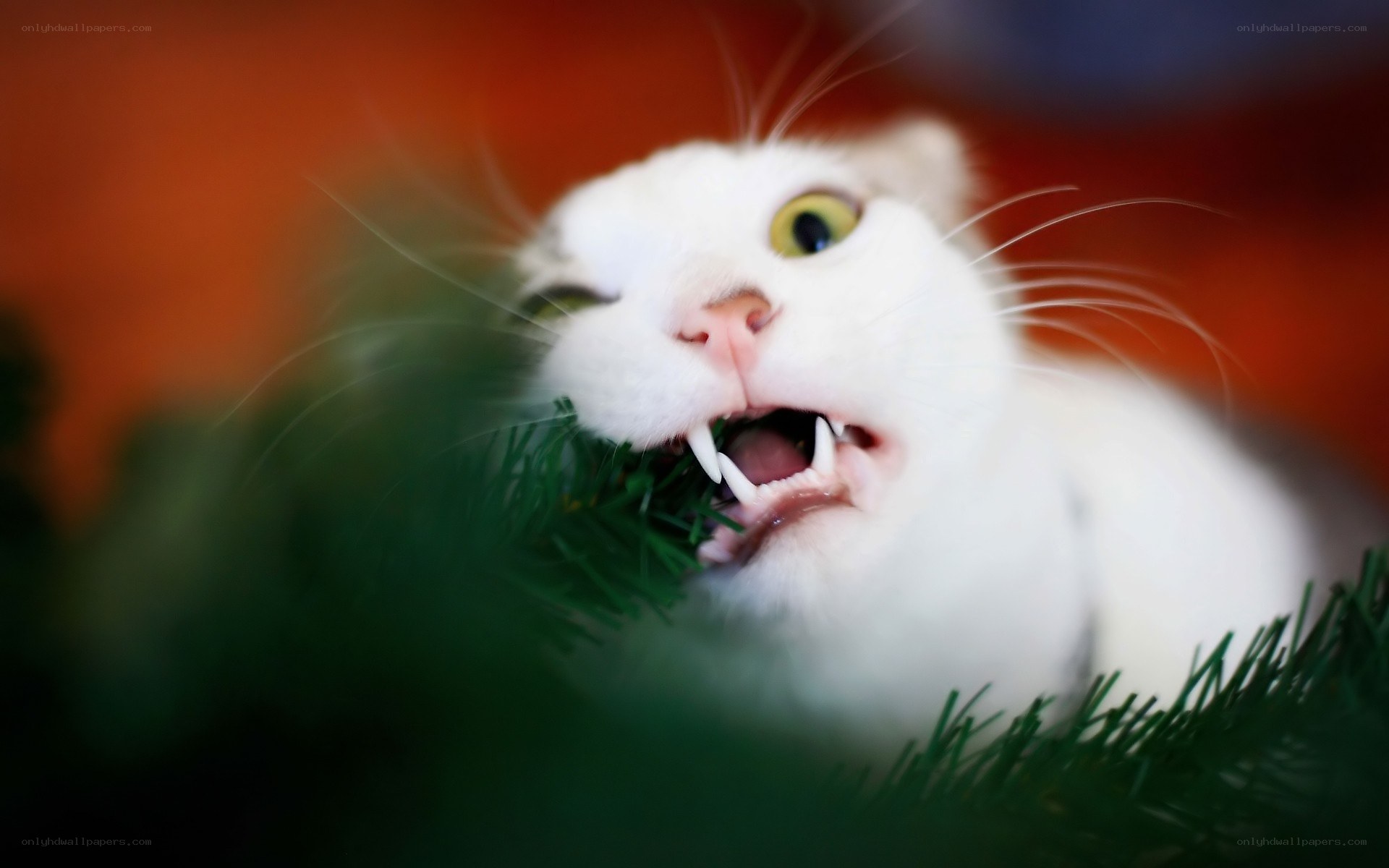 white cat biting green plant
