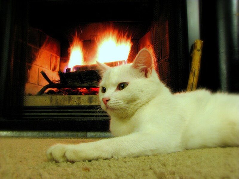 White Cat by Fireplace
