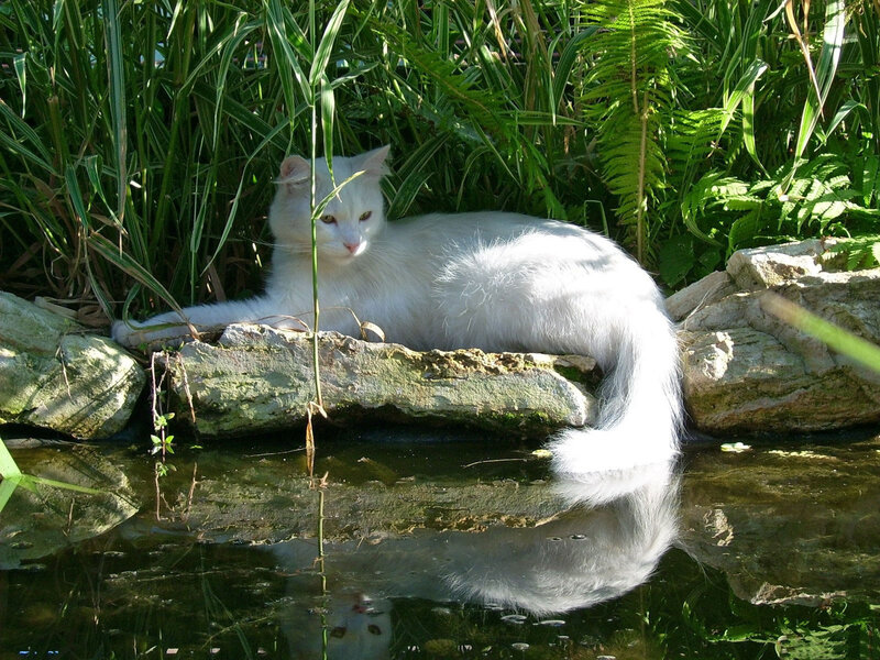 White Cat by Pond