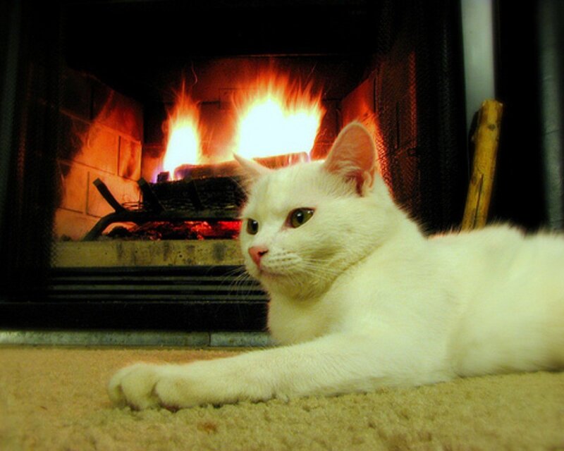 White cat by the fireplace