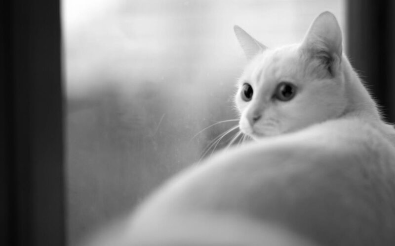 White Cat by Window