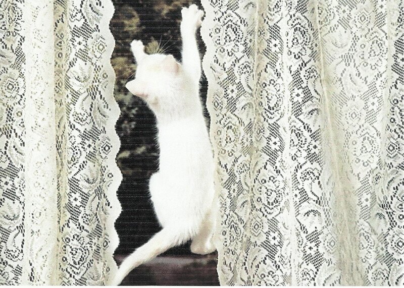 White Cat Climbing Curtain