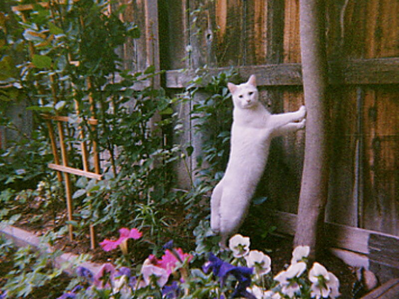 White Cat Climbing Tree — Calm