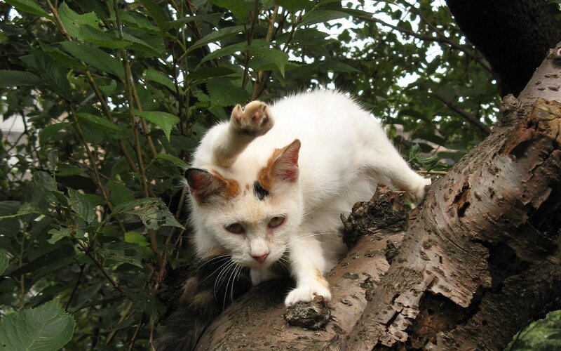white cat climbing tree