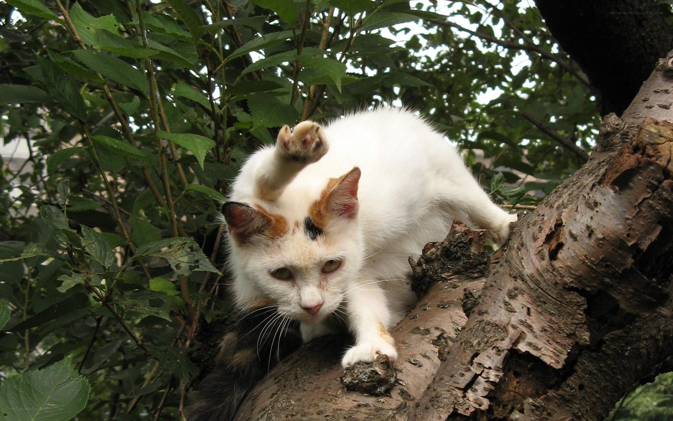 white cat climbing tree