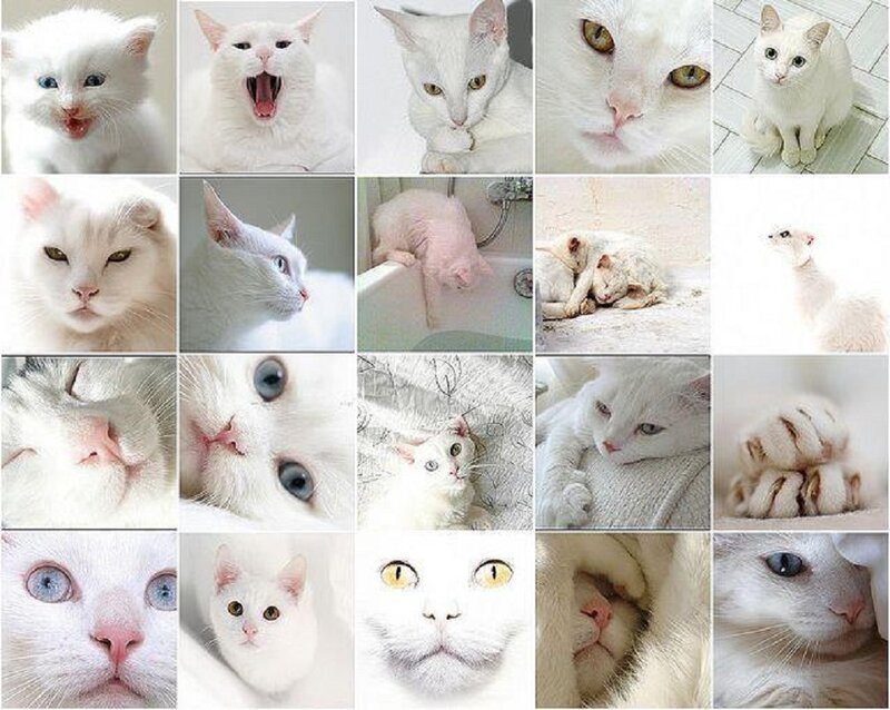 White Cat Collage