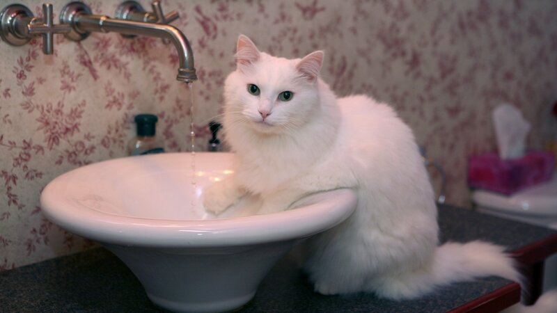 white cat drinking from sink